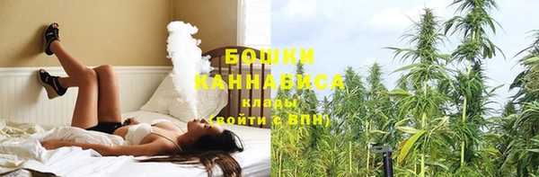 сатива Новокубанск